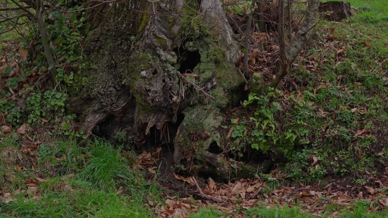 Old Rotten Trunk Covered In Moss Surrounded By Vegetation And Dried Leaves
