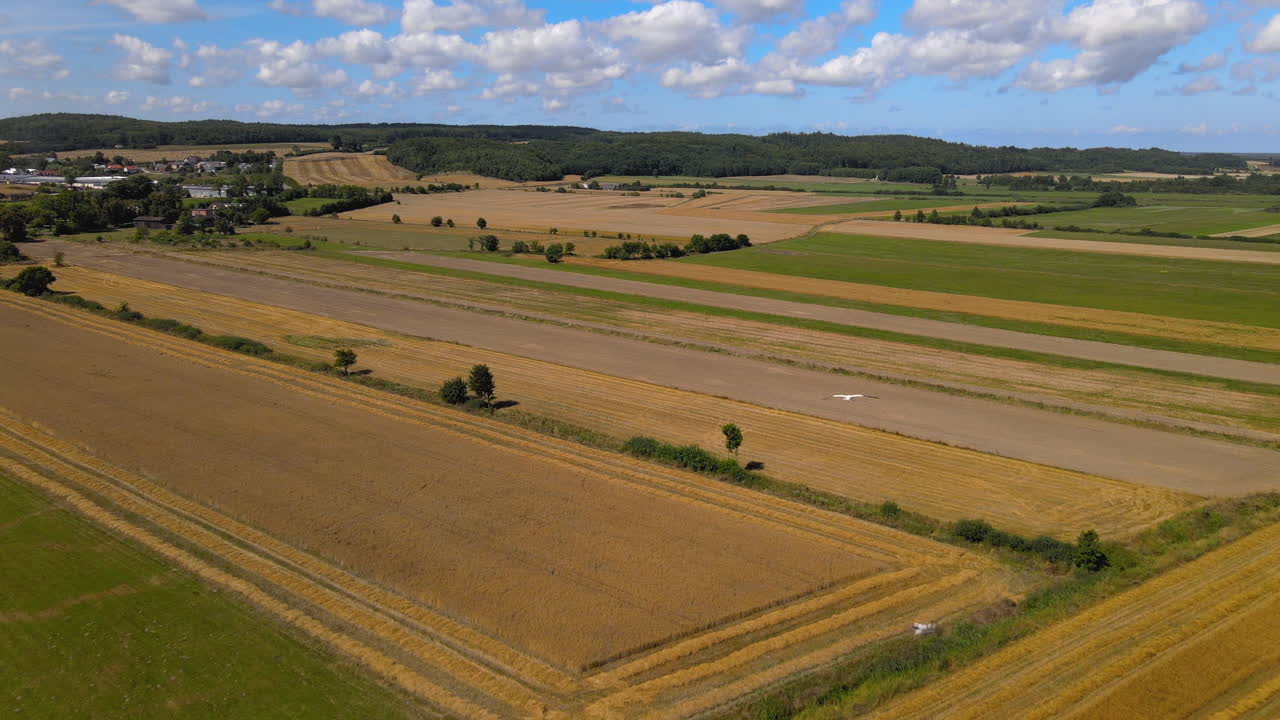 Drone Pulls Back Revealing Birds Flying Over Magnificent Countryside Golden and Green Fields and Meadows with Fluffy Clouds
