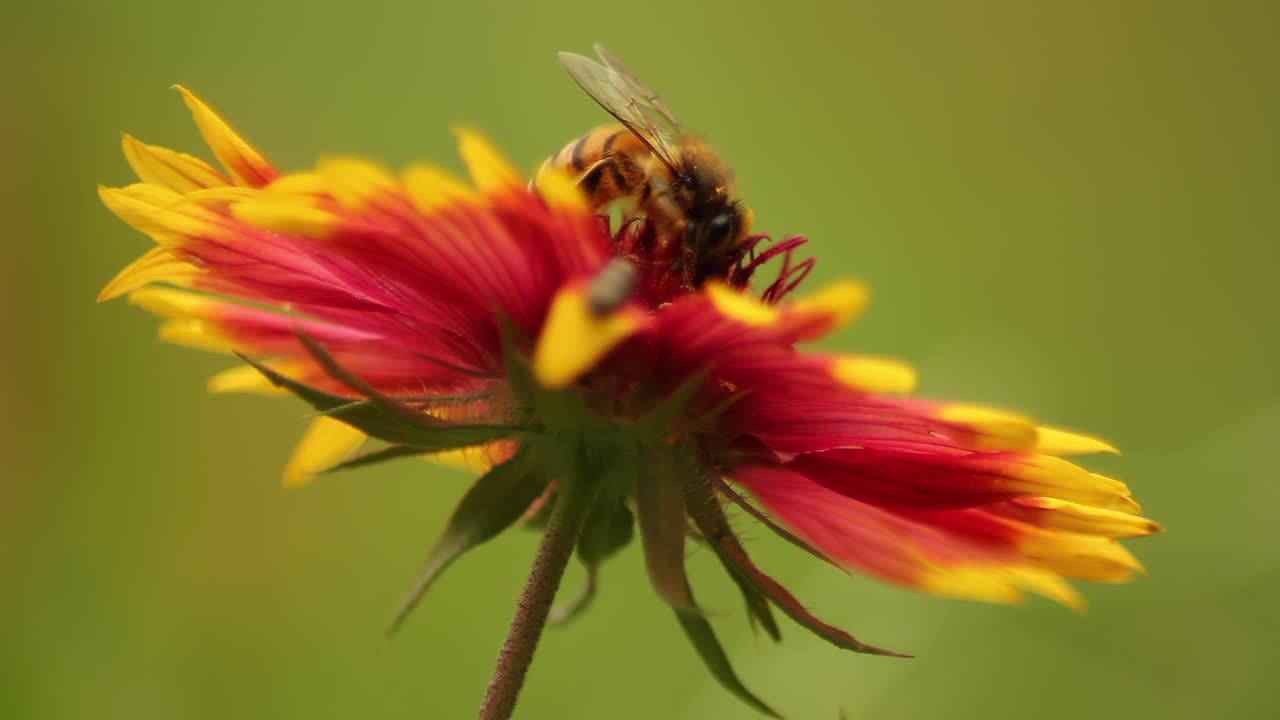 flor roja y amarilla vibrante se balancea suavemente en la cálida luz del sol de un jardín de verano