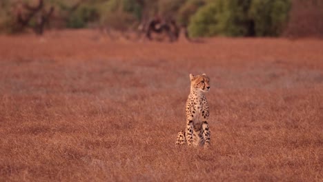 un guepardo angustiado sentado y llamando en la reserva de caza de mashatu, botswana