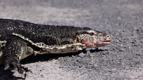 asian water monitor side profile crawling slow motion