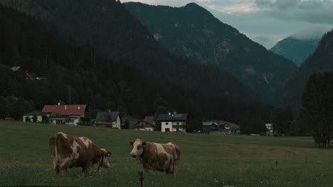 timelapse of rain clouds on countryside farm gosau austria with cows on the green field