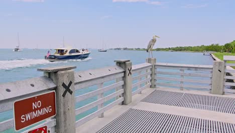 pelican posing on a pier during day florida key biscayne