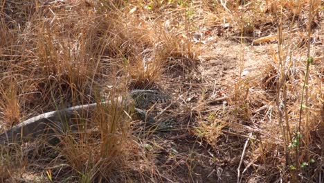 footage of a large water monitor in a natural national park in south africa