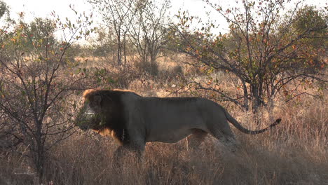 Leones-Machos-Caminando-Por-La-Selva-Africana-Bajo-El-Resplandor-Naranja-Del-Sol