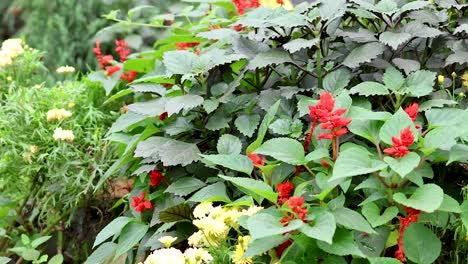 flores vibrantes en un lecho de jardín exuberante