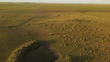 vacas pastando en un hermoso campo verde grande al atardecer