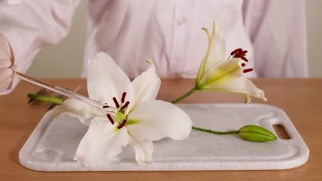 a scientist in a lab coat examines a lily flower using a glass rod, highlighting floral anatomy and pollination