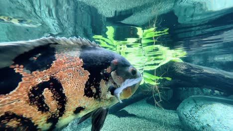 一對老虎 (astronotus ocellatus) 在新加坡河川薩法里 (singapore river safari) 的淡水水族館下自由游泳