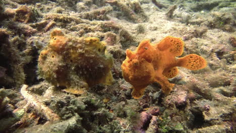 Frogfish-courtship:-Painted-frogfish-tailing-another-painted-frogfish-who-looks-completely-different