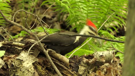 Un-Pájaro-Carpintero-Se-Está-Alimentando-De-Una-Rama-De-árbol-Seco-En-El-Bosque