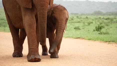 mother elephant and her calf walk along dirt road in african rain