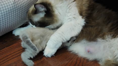 nursing- ragdoll cat mom taking care of her son