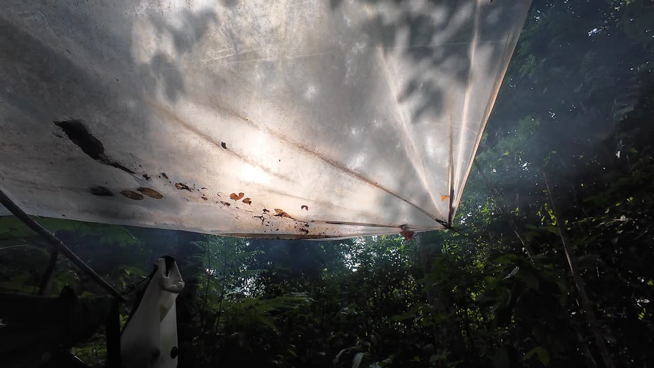 Morning sun shining through a tarp in the jungle