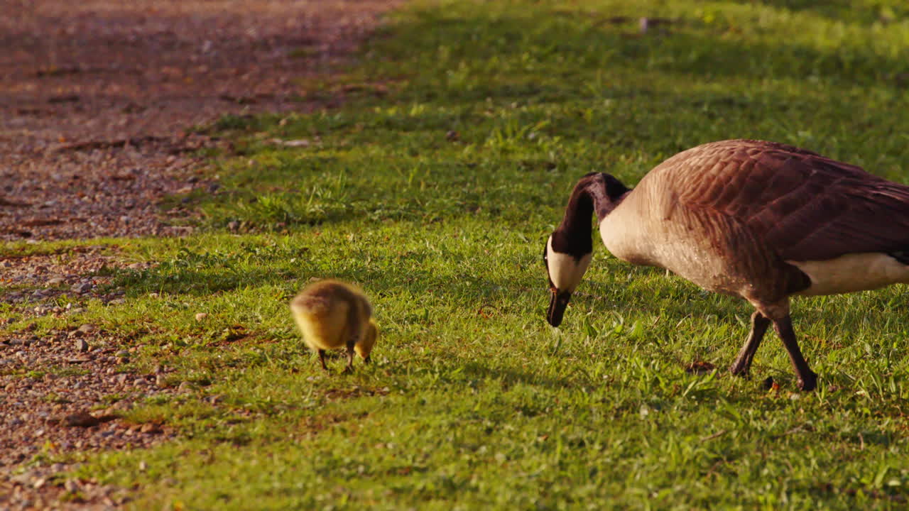Newborn Canada goose learns to eat along with his mom shot at dawn in slow motion