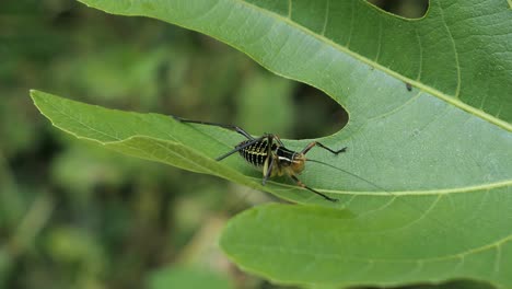 Cricket-on-windy-green-leaf,-close-up