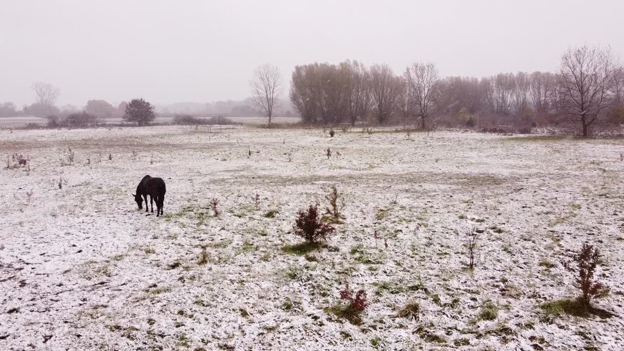 el caballo negro pasta en pastos blancos de invierno donde la hierba está cubierta de escarcha