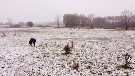 Black-horse-grazes-on-white-winter-pasture-where-the-grass-is-covered-with-frost