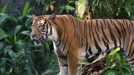 Männlicher-Malaiischer-Tiger,-Der-Gerade-Schaut,-Während-Er-In-Der-Wildnis-Steht