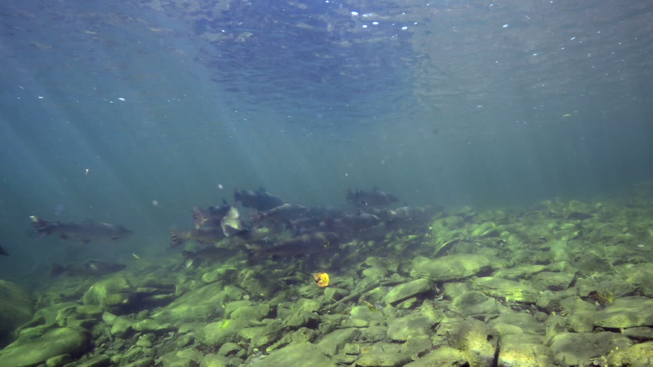 다이빙 중 수중 연어