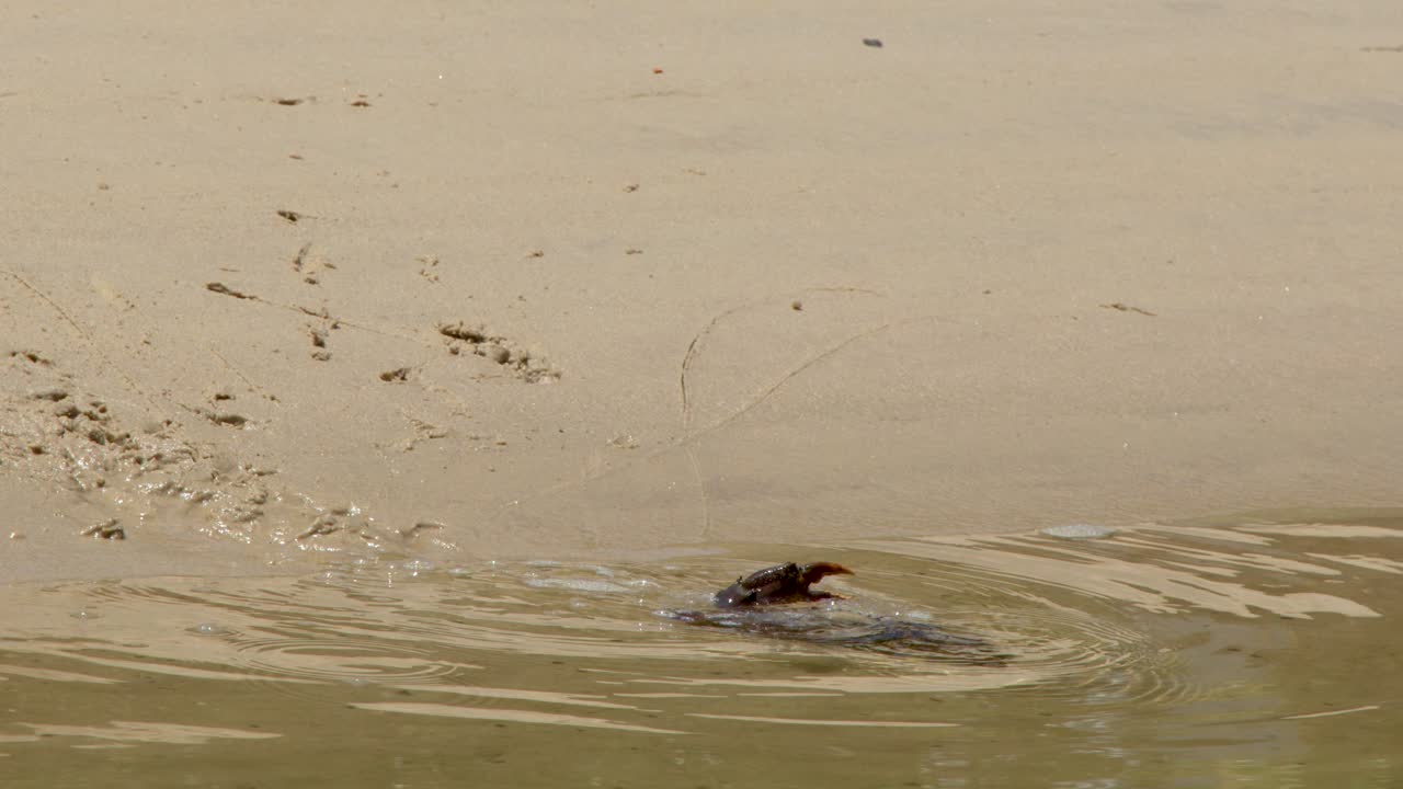 A mud crab moves across a sandy beach before submerging into shallow coastal water