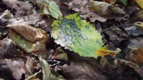 Schöne-Herbstszene-Mit-Blättern-Auf-Dem-Boden