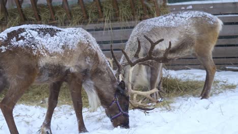 Ein-Paar-Rentiere,-Die-Im-Winter-Auf-Einem-Bauernhof-In-Norwegen-Heu-Fressen