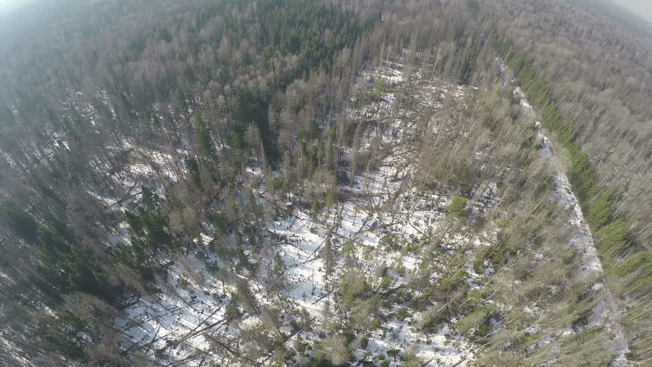 escena aérea de bosque mixto con abedules y abetos en invierno