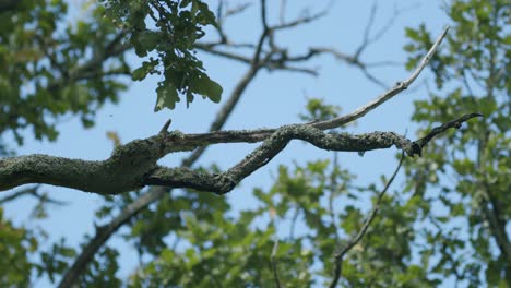 dangerous dead dry wood branches in light wind