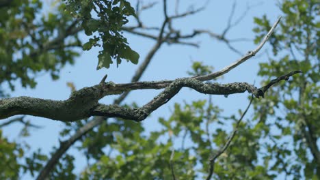 dangerous dead dry wood branches in light wind