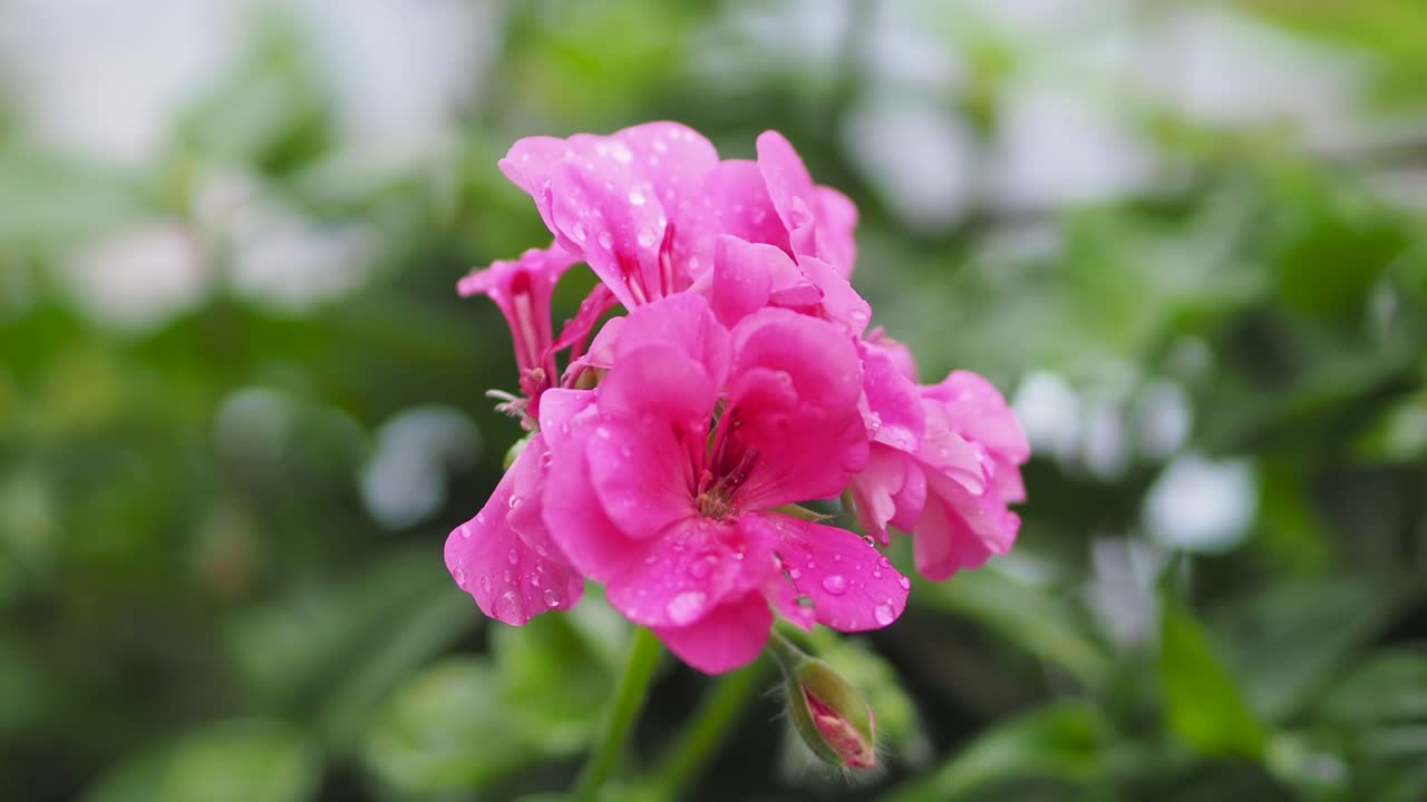 primer plano de flores de pelargonium con gotas de agua sobre pétalos y flores