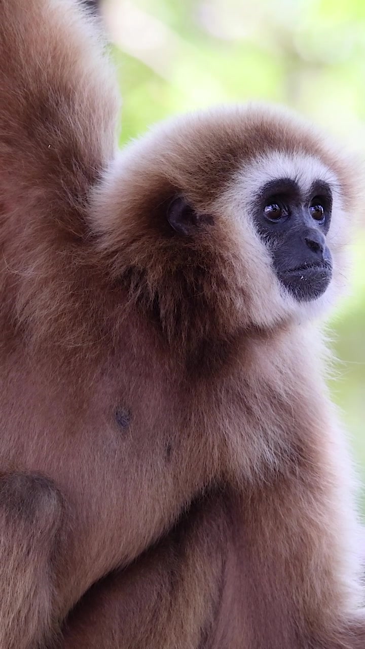 Gibbone nel suo habitat naturale allo zoo di Chonburi