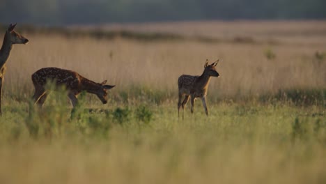 playful red deer juveniles with spotted coats in meadow at sunset, veluwe