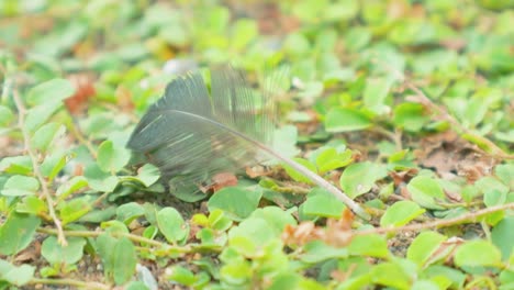 pluma de pájaro de cerca en el césped