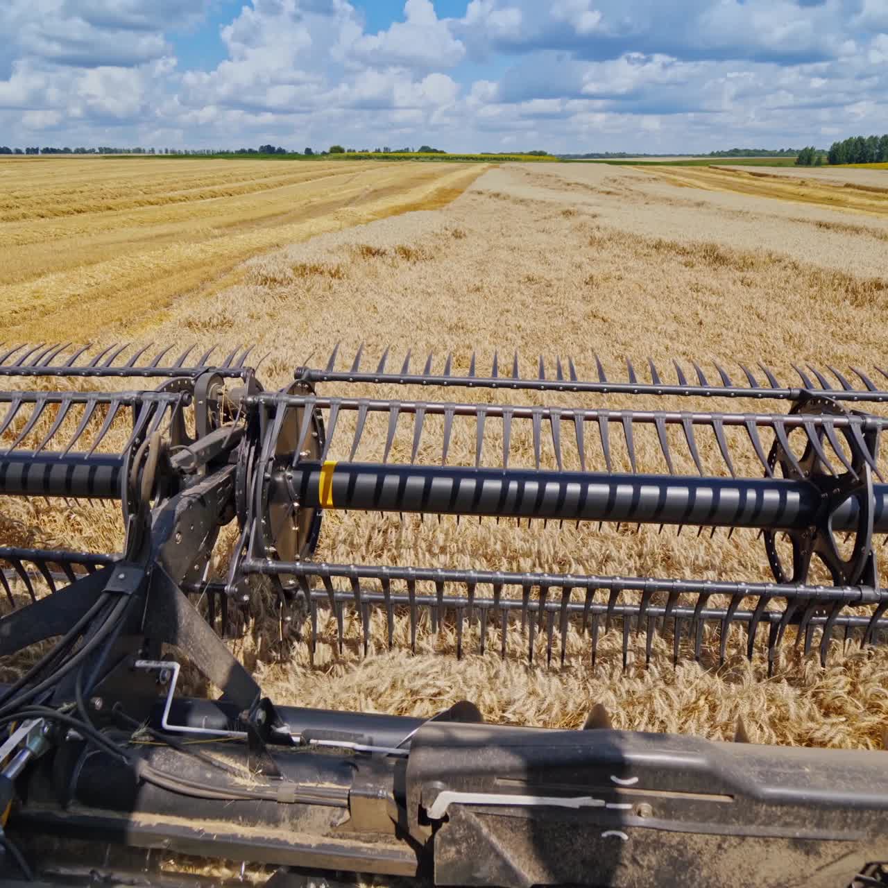 Agricultural equipment for cutting wheat spikes. Part of combine harvester working on the golden field in a bright sunny day. Close-up.