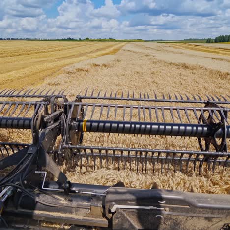 agricultural equipment for cutting wheat spikes. part of combine harvester working on the golden field in a bright sunny day. close-up.