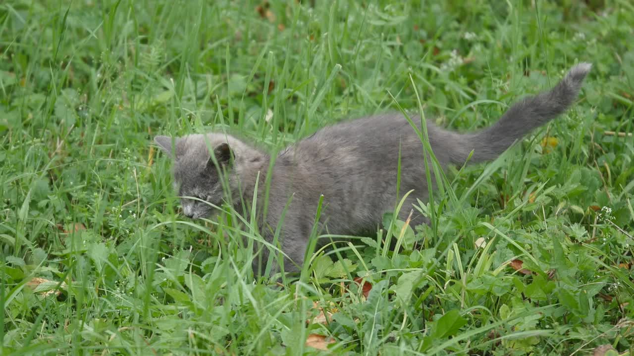 Un gattino grigio carino che cammina nel giardino