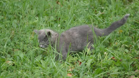 cute grey kitty walking on the garden