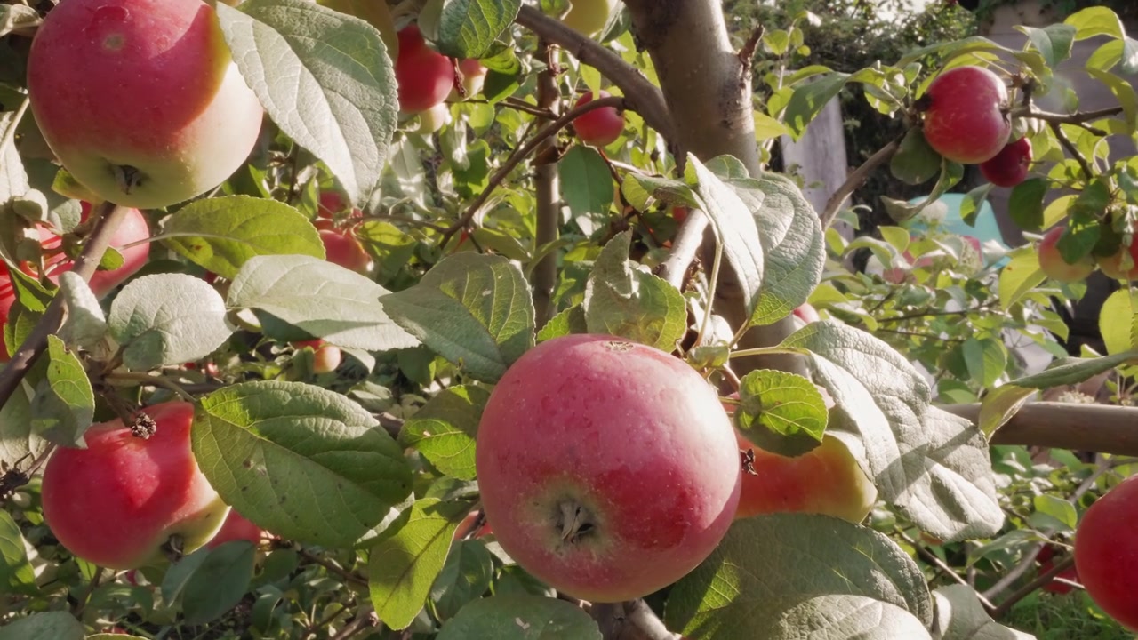Primer plano de manzanas rojas maduras en un manzano bajo la luz del sol