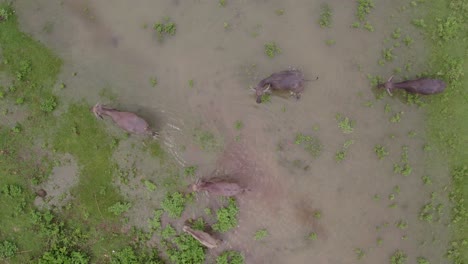 Top-down-of-herd-of-water-buffalo-in-a-river-on-the-island-of-Sumba,-aerial