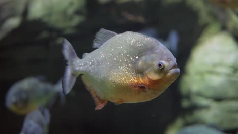 piraña - colossoma macropomum
