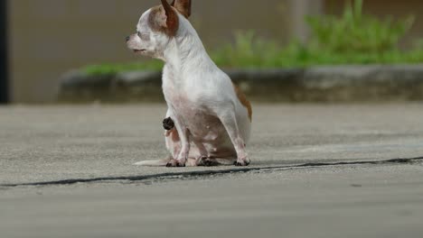 perro chihuahua tomando el sol