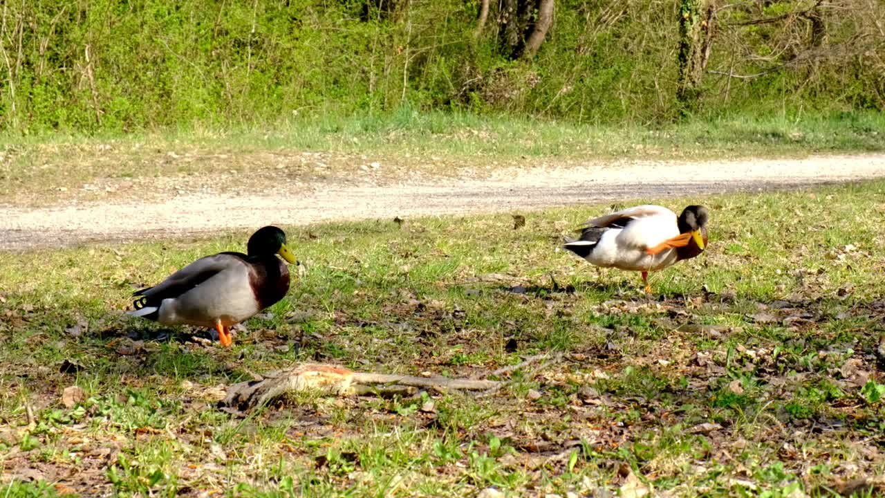 성인 오리, 암컷과 짝짓기 위해 경쟁하는 청둥오리, 야생 동물 구애, 경쟁, 봄날, hd 핸드헬드