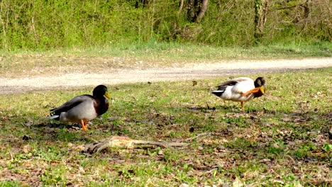 pato adulto, mallard compitiendo para aparearse con una hembra, cortejo de vida silvestre, rivalidad, primavera, hd handeheld