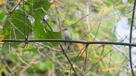 Asiatischer-Braunschnäpper,-Muscicapa-Dauurica,-Kaeng-Krachan-Nationalpark,-Thailand