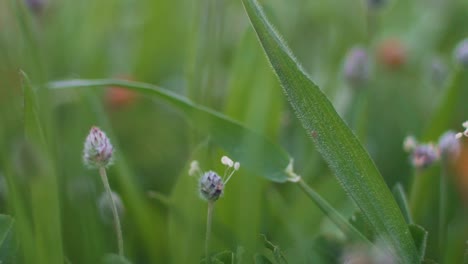 Close-up-artistic-shot-of-wild-flowers-and-low-plant-at-Parnitha-mountain,-Greece-,-pan-shot