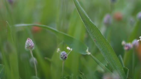 close up artistic shot of wild flowers and low plant at parnitha mountain, greece , pan shot
