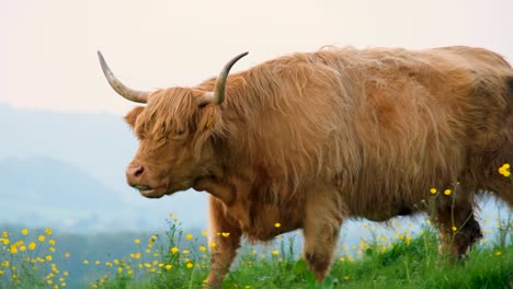 Highland-cattle-with-big-horns-and-shaggy-coat-feeding-on-green-grass-in-field-with-yellow-buttercup-flowers-looking-directly-at-the-camera-in-rural-countryside