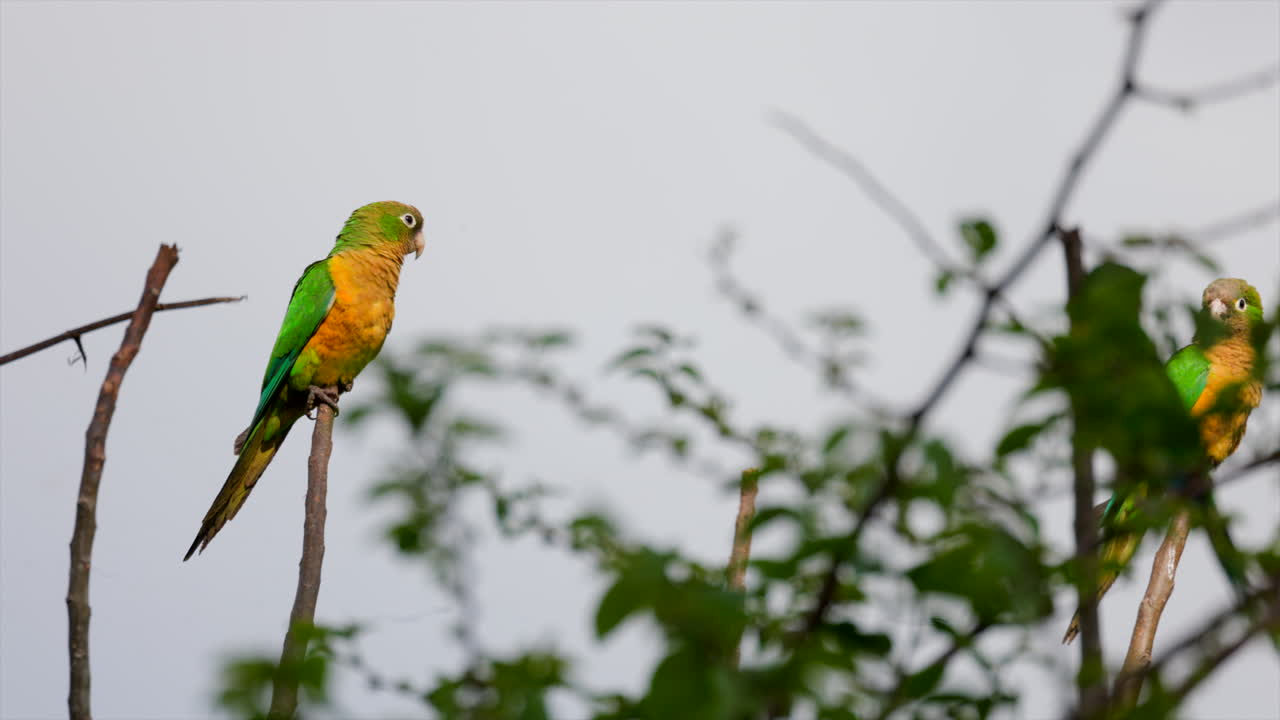 Perched in sun Cactus Parakeet parrot bird in rainforest jungle edge2