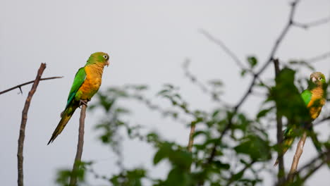 perched in sun cactus parakeet parrot bird in rainforest jungle edge2